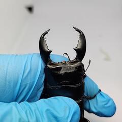 マナドヒラタクワガタ♂️70mm♀️フリーサイズの画像