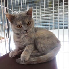 ブリティッシュショートヘアーの成猫譲ります