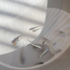 メダカ　ブラックパープル　幼魚の画像