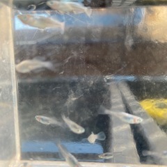 メダカ　ブラックパープル　幼魚の画像