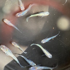 メダカ　ブラックパープル　幼魚の画像
