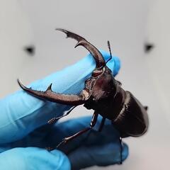 マンディブラリスフタマタクワガタ♂️82mm♀️フリーの画像
