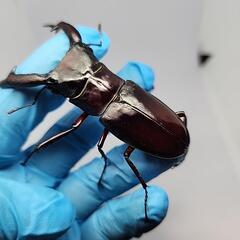 マンディブラリスフタマタクワガタ♂️82mm♀️フリーの画像