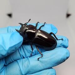 マンディブラリスフタマタクワガタ♂️82mm♀️フリーの画像