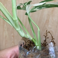 マドカズラ斑入りの画像