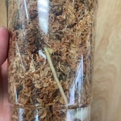 モンステラ斑入りの画像