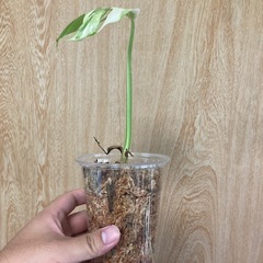 モンステラ斑入りの画像