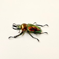 ⑧ニジイロクワガタ♂単体　の画像