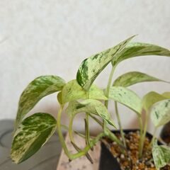 観葉植物　ポトス　マーブルクィーン　斑入りの画像