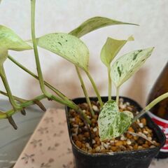 観葉植物　ポトス　マーブルクィーン　斑入りの画像