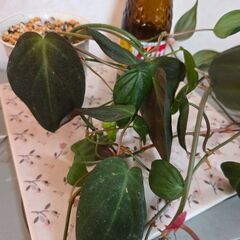 観葉植物　フィロデンドロン『ミカンス』　の画像