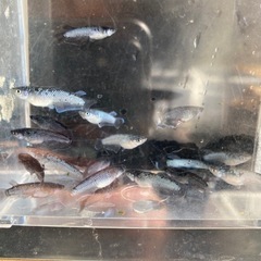 ミッドナイトフリル漆黒メダカの画像