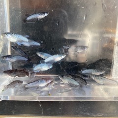 ミッドナイトフリル漆黒メダカの画像