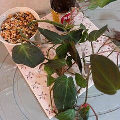 観葉植物　フィロデンドロン『ミカンス』　の画像