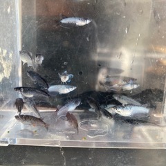 ミッドナイトフリル漆黒メダカの画像
