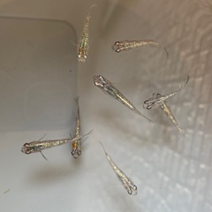 メダカ　白斑サファイア　1ペア　の画像