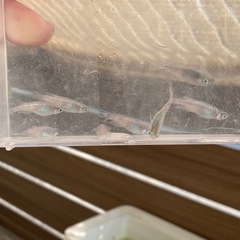 メダカ　白斑サファイア　1ペア　の画像