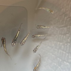 メダカ　白斑サファイア　1ペア　の画像