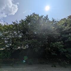 木を切るのてつだって