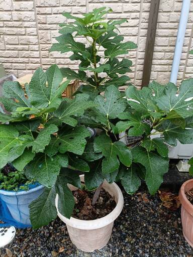②いちじくバナーネ苗木２年物