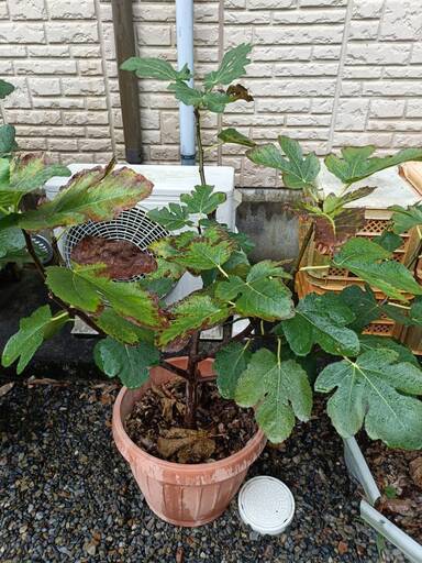 ③いちじくバナーネ苗木２年物
