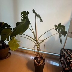 【観葉植物】モンステラの画像