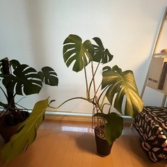【観葉植物】モンステラの画像