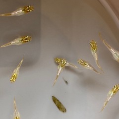 メダカ　紡　1ペア　の画像