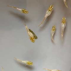 メダカ　紡　1ペア　の画像