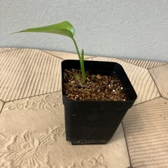 モンステラ の画像