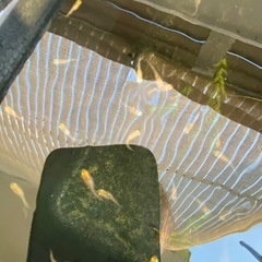 メダカ　五色タイプR GOD 稚魚の画像