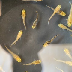 メダカ　五色タイプR GOD 稚魚の画像
