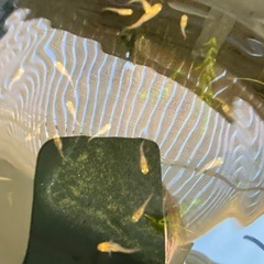 メダカ　五色タイプR GOD 稚魚の画像