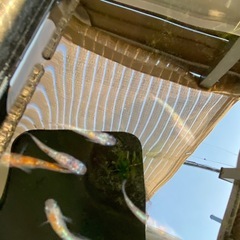 メダカ　蜜柑三色ラメ　の画像