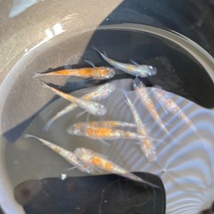 メダカ　蜜柑三色ラメ　の画像