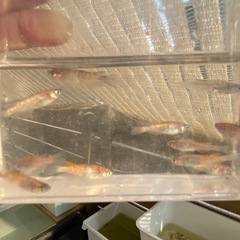 メダカ　蜜柑三色ラメ　の画像