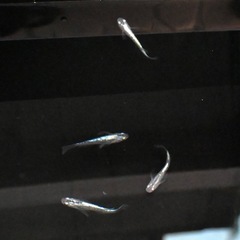 メダカ 幹之スーパー光 成魚8匹の画像