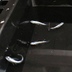 メダカ 幹之スーパー光 成魚8匹の画像