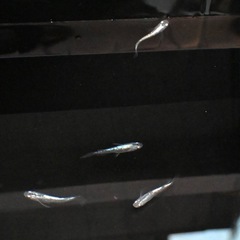 メダカ 幹之スーパー光 成魚8匹の画像