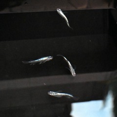 メダカ 幹之スーパー光 成魚8匹の画像