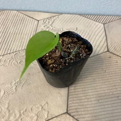 モンステラ 2の画像