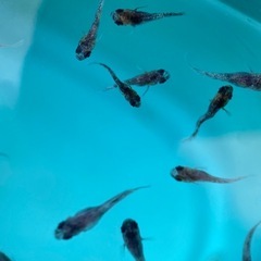 メダカ　和墨キッシング　稚魚の画像