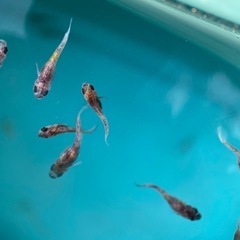 メダカ　和墨キッシング　稚魚の画像
