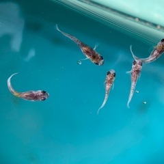 メダカ　和墨キッシング　稚魚の画像