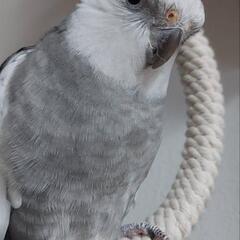 オカメインコ　オス