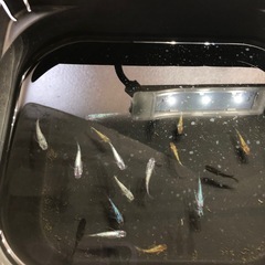💎ラメMIXメダカ③💎針子🪡40匹