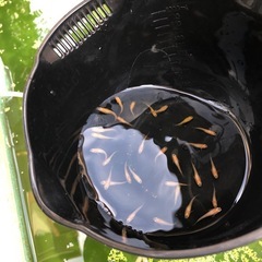 ⒉セット決定💕楊貴妃メダカ若魚１セット=15匹+α ⒊=１８匹の画像