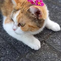 白血病陽性の三毛猫よろしくお願いします❤