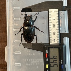 決まりました‼️ギラファノコギリクワガタ♡ペアの画像
