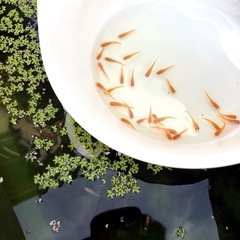 ⒉セット決定💕楊貴妃メダカ若魚１セット=15匹+α ⒊=１８匹の画像